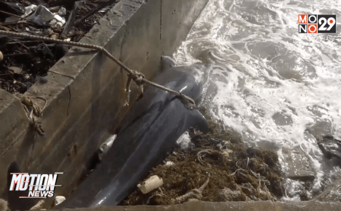 ซากปลาวาฬเกยตื้นเกาะสมุย