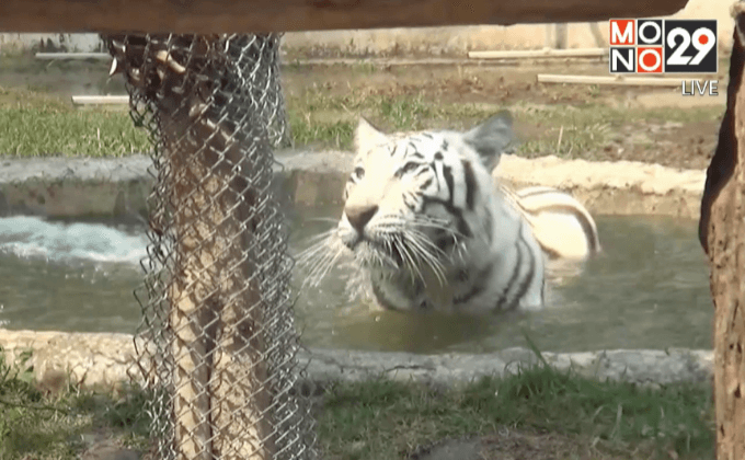 เสือโคร่งขาวของเชียงใหม่ไนท์ซาฟารีตายฉับพลัน