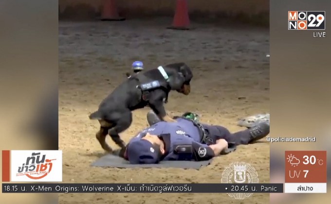 สุนัขโชว์ปั๊มหัวใจกลายเป็นขวัญใจชาวเน็ต