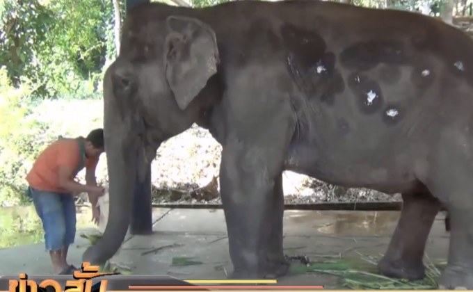 รักษาช้างเป็นมะเร็งสำเร็จเป็นเชือกแรกของประเทศ