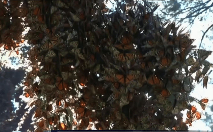 ผีเสื้อโมนาร์ชอพยพเพิ่มจำนวนขึ้นในเม็กซิโก