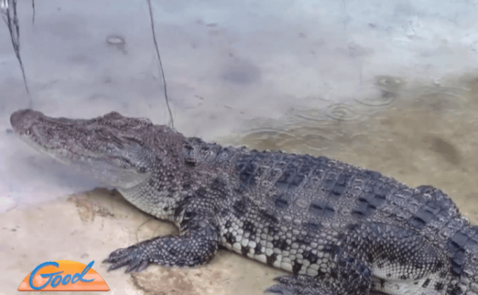 จระเข้หลุดจากฟาร์ม จ.ราชบุรี