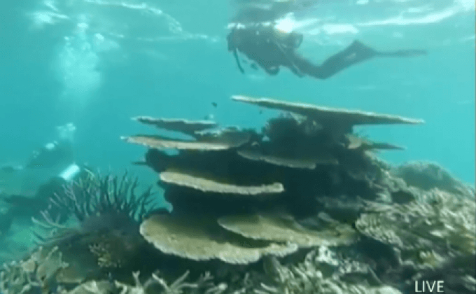 เกรตแบร์ริเออร์”ฟอกขาวครั้งใหญ่ปะการัง“