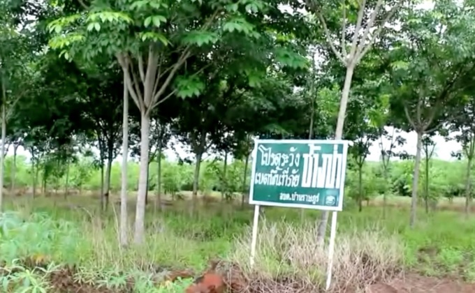 โขลงช้างป่าทับลาน อาละวาดทำลายผลผลิตการเกษตร