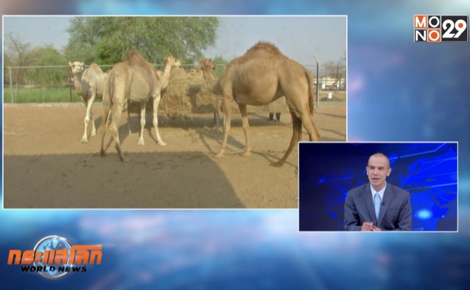 เชื้อเพลิงจากมูลอูฐในการผลิตปูนซีเมนต์