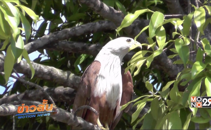 เหยี่ยวแดงไล่ทำร้ายชาวบ้านบาดเจ็บ จ.จันทบุรี
