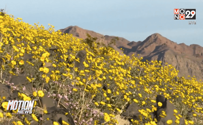 ดอกไม้ป่าบานสะพรั่งในทะเลทรายสหรัฐฯ