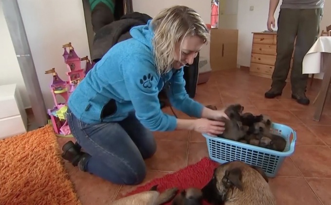 ศูนย์ฝึกสุนัขที่สาธารณรัฐเชก