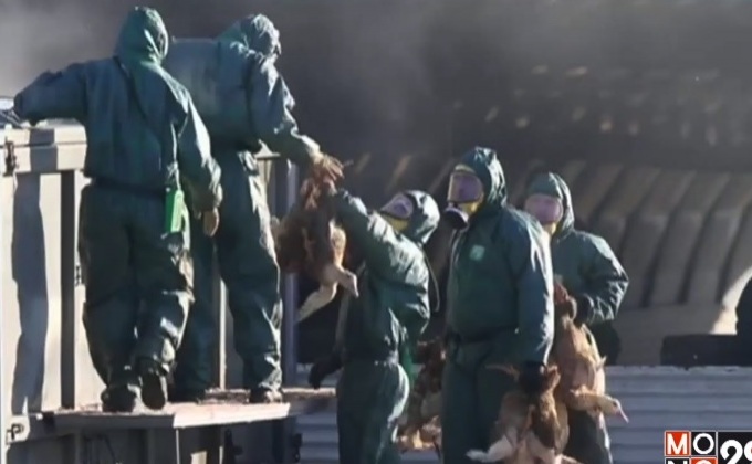 WHO เตือนทุกประเทศเฝ้าระวังไข้หวัดนก