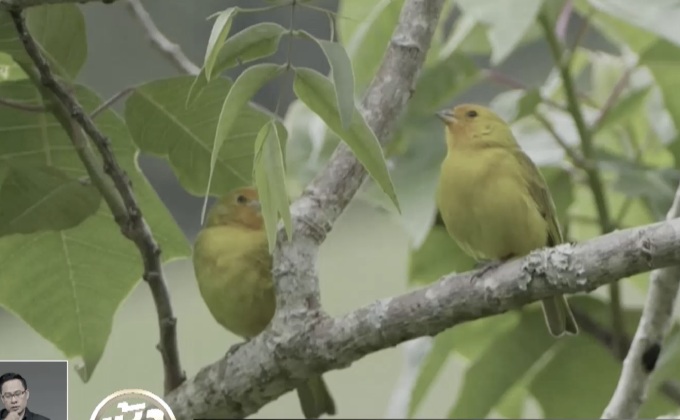 การท่องเที่ยวเพื่อการดูนกในบราซิล