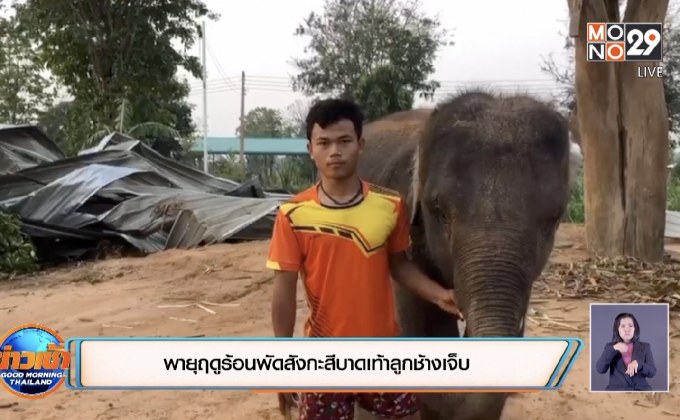 พายุฤดูร้อนพัดสังกะสีบาดเท้าลูกช้างเจ็บ