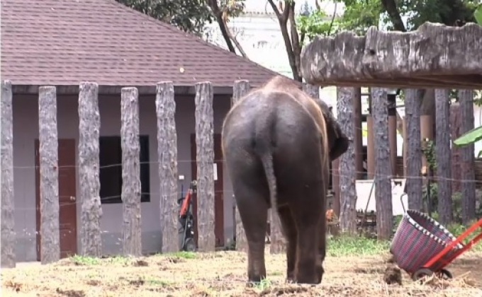 วิธีคลายร้อนให้สัตว์แบบน่ารัก น่าเอ็นดู  