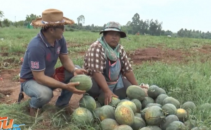 แตงโมราคาต่ำสุดรอบหลายปี เหลือกิโลกรัมละ 1 บาท