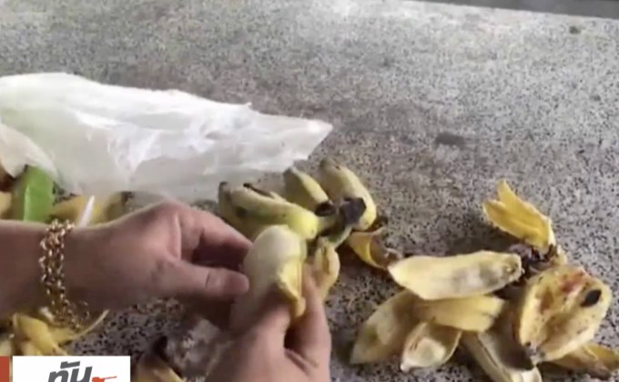 สุดแปลก! ปลาวัดศรีดอนมูลเชียงใหม่ ชอบกินกล้วยน้ำว้า