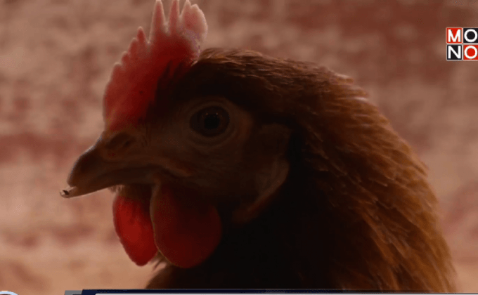 เทคโนโลยีแสงช่วยลดความเครียดของไก่