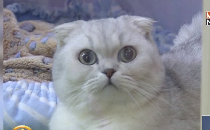 ธุรกิจรับดูแลสัตว์เลี้ยงบูมช่วงตรุษจีน