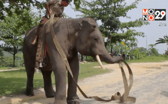 อินโดฯ ฝึกช้างช่วยดับไฟป่า