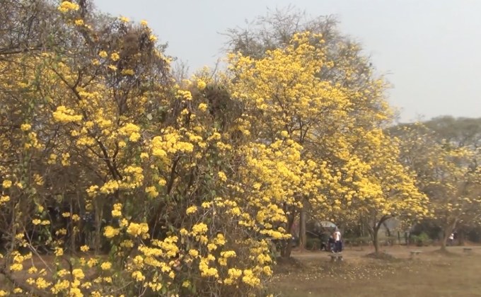 “ดอกเหลืองอินเดีย” บานสะพรั่ง จ.ลำปาง
