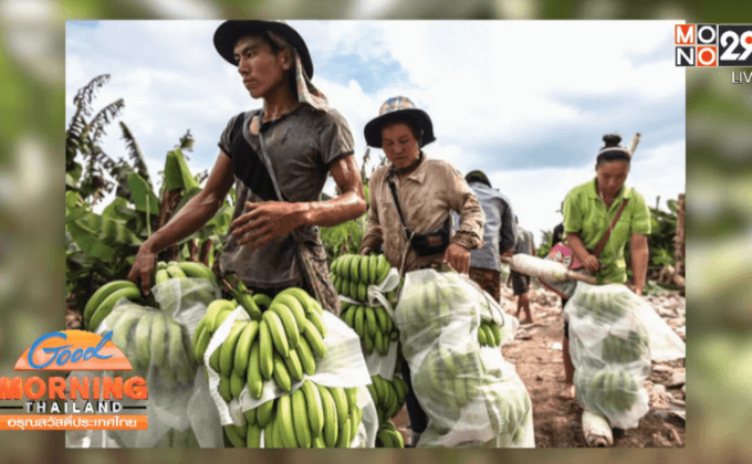 ชาวเน็ตต้านแนวคิดทุนไทยหนุนจีนเช่าที่ปลูกกล้วย