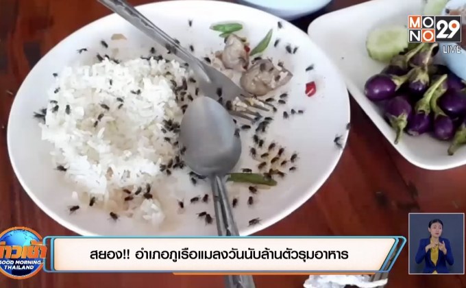 สยอง!! อำเภอภูเรือแมลงวันนับล้านตัวรุมอาหาร