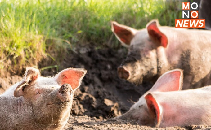 กลุ่มผู้เลี้ยงสุกรรายย่อย ยื่นข้อเสนอแก้หมูเถื่อน “ธรรมนัส” สั่งตั้ง Pig Board ชุดใหม่ทันที