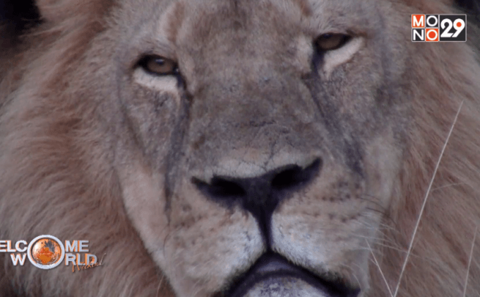 สิงโตเซซิลกับการอนุรักษ์เสือในซิมบับเว
