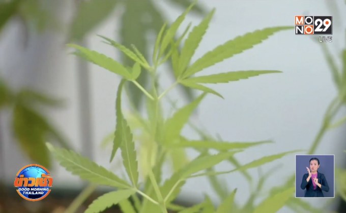 ป.ป.ส.เตือนปลูกกัญชงที่บ้าน ผิดกฎหมาย