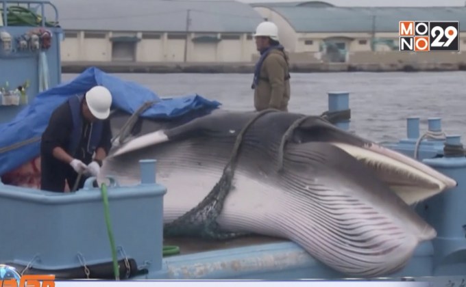 ชาวญี่ปุ่นยังกินเนื้อวาฬอยู่หรือไม่