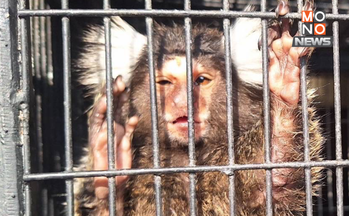 บก.ปทส.ทลายขบวนการค้าสัตว์ป่าหายาก อุรังอุตังและแพนด้าแดง มูลค่ากว่า 10 ล้าน