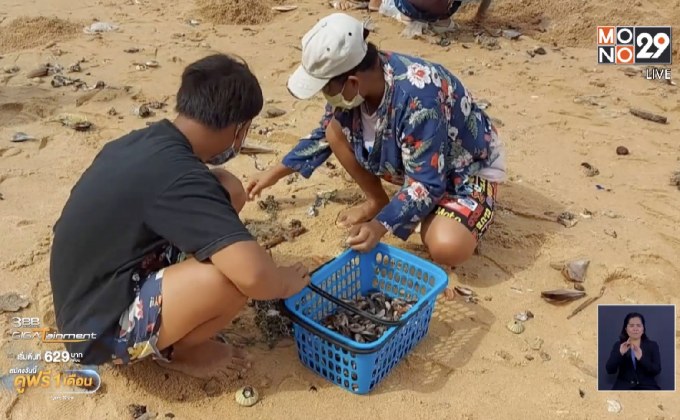 หอยนับล้านตัวเกยหาดจอมเทียน  ชาวบ้านแห่เก็บ
