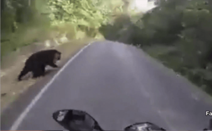 หนุ่มบิ๊กไบค์เจอหมีควายเขาใหญ่