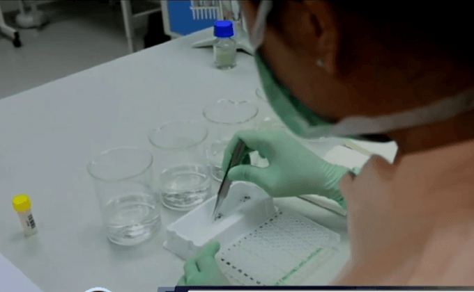 อินโดฯ ทดลองใช้แบคทีเรียกำจัดโรคจากยุง