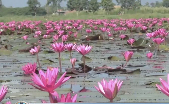 ชมทุ่งบัวแดงกว๊านพะเยา