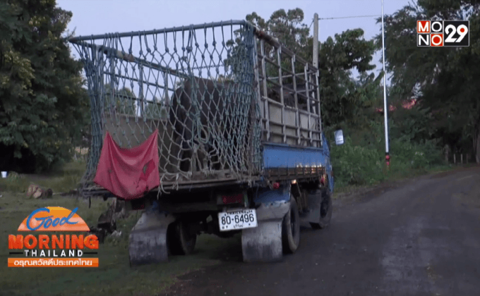 เตือนขบวนการขโมยควาย จ.บุรีรัมย์