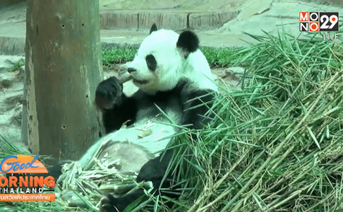 เฝ้าสังเกตอาการ “หลินฮุ่ย” ตลอด 24 ชม.