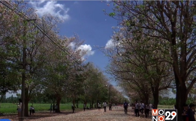 จัดระเบียบนักท่องเที่ยวชมดอกชมพูพันธุ์ทิพย์