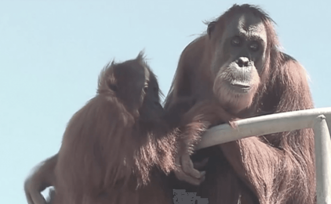 อุรังอุตังเลี้ยงอายุมากสุดในโลกที่ออสเตรเลีย