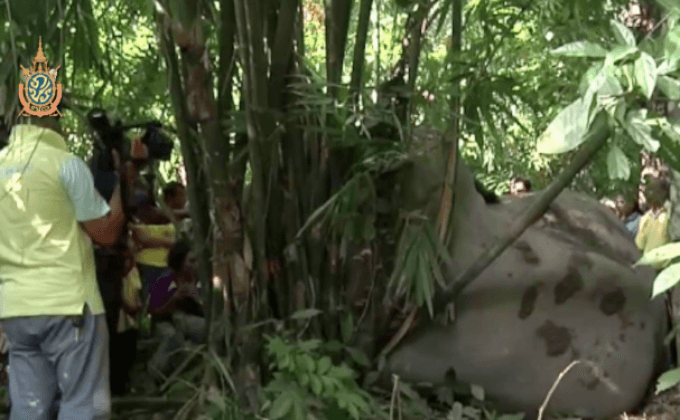 ช้างพลายจ.สุราษฎร์ฯถูกไฟช็อตตาย