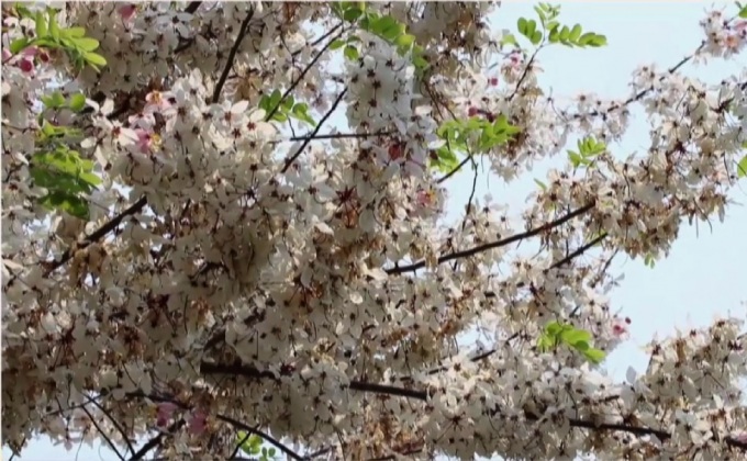 ชมดอกกัลปพฤกษ์บานสะพรั่ง