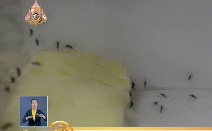 ​รณรงค์ป้องกันไข้เลือดออกภาคอีสาน