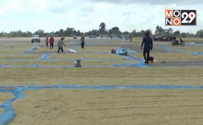 จ.ยโสธร แก้ปัญหาตากข้าวบนถนนเสี่ยงอุบัติเหตุ