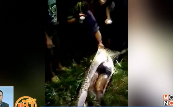 พบศพชายอินโดนีเซียในท้องงูเหลือม