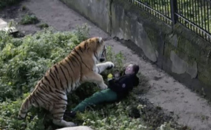 เสือโคร่งไซบีเรียทำร้ายเจ้าหน้าที่สวนสัตว์ในรัสเซีย