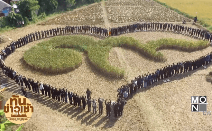 ชาวนา อ.สารภี เกี่ยวข้าวเลข ๙ -แปรขบวนรูปหัวใจ