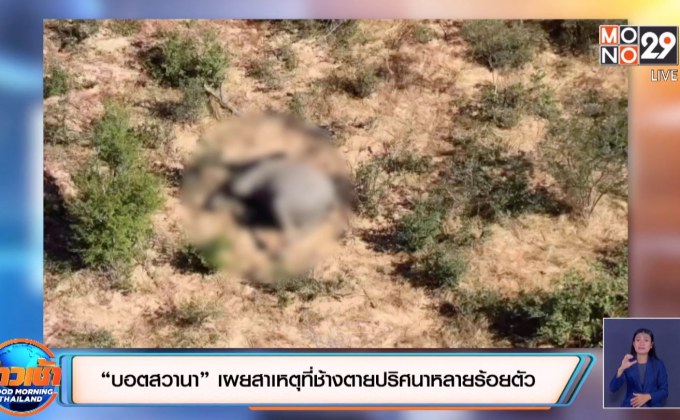 “บอตสวานา” เผยสาเหตุที่ช้างตายปริศนาหลายร้อยตัว