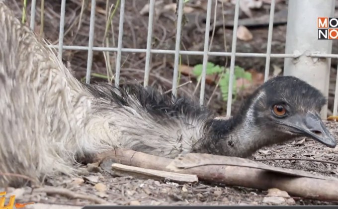 เชียงใหม่ – ไนท์ซาฟารี  ยก “นกอีมู” เป็นพ่อดีเด่นแห่งปี