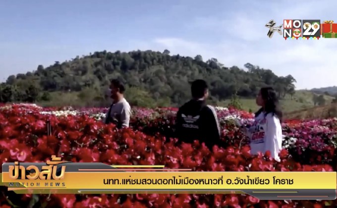 นทท.แห่ชมสวนดอกไม้เมืองหนาวที่ อ.วังน้ำเขียว โคราช