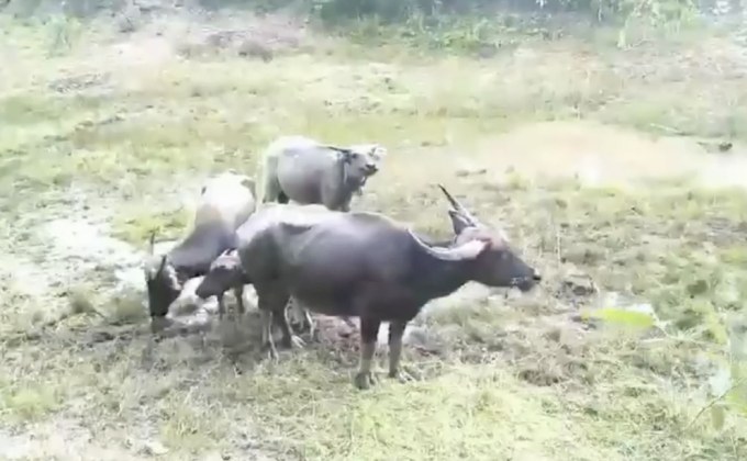 เตือนกินเนื้อสัตว์ตายด้วยโรคพิษสุนัขบ้า เสี่ยงติดเชื้อ