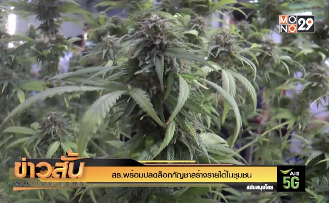 สธ.พร้อมปลดล็อกกัญชาสร้างรายได้ในชุมชน