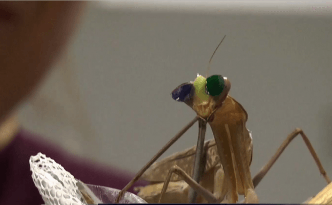 แว่นตา 3 มิติเพื่อตั๊กแตนตำข้าว